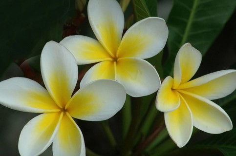 Three frangipani flowers