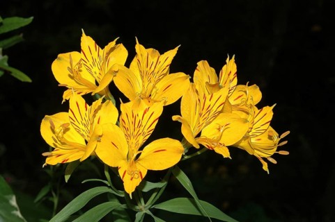 Peruvian lily, the yellow Alstromeria aurantiaca flower, on black background