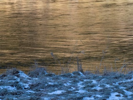 Riverbank of the Saale