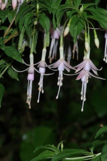 Delicate pink fuchsias hanging on bush