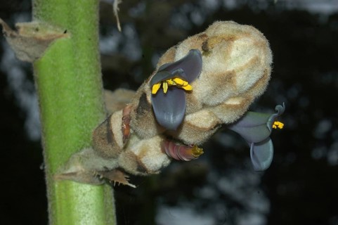 Blue flowers of Puya glomulifera from South America