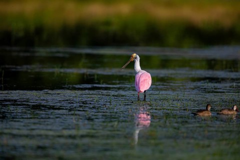 Roseate spoonbill (Ajaia ajaja) Pantanal Brazil