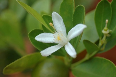 White flower on a lemon tree