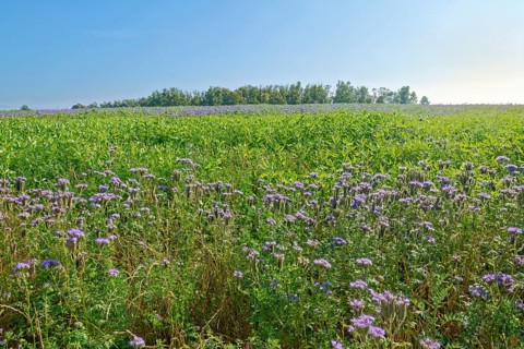 Field meadow with phacelia (bee pasture, bee friend, tufted beauty or tufted flower) in the