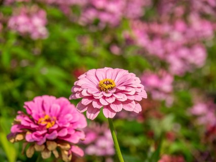 Close-up of two pink flowers in a green and blooming garden, Bad Lippspringe, Germany, Europe