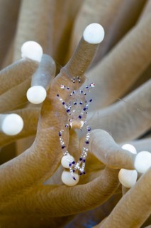 Partner shrimp in mushroom coral, Periclimenes sp., Tufi, Solomon Sea, Papua New Guinea, Oceania