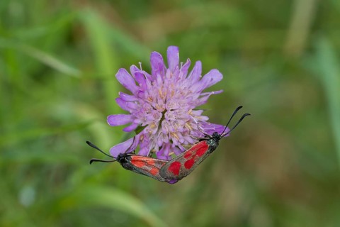 Zygaenidae, butterfly