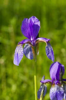 Siberian iris, Iris sibirica