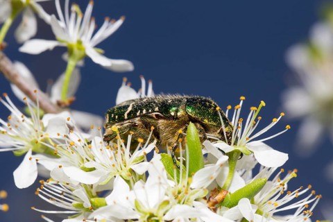 Rosenkaefer, Cetoniinae, flower chafer