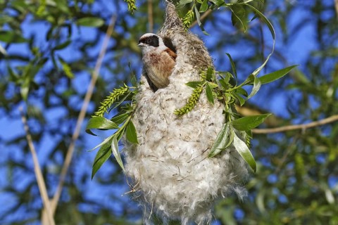 Eurasian Penduline Tit, Remiz pendulinus, Eurasian penduline tit
