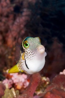 Saddleback Pufferfish, Canthigaster valentini, Raja Ampat, West Papua, Indonesia, Asia