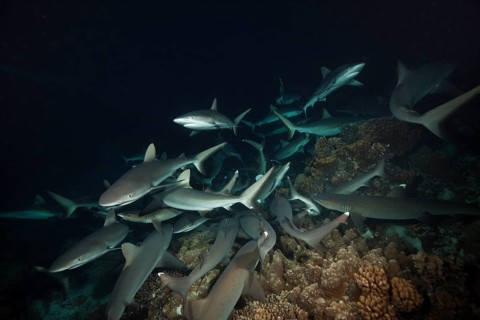 Grey reef sharks hunting at night, Carcharhinus amblyrhynchos, Fakarava, Tuamotu Archipelago,