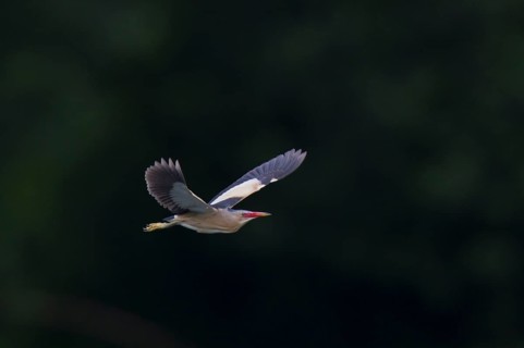 Little Bittern, Ixobrychus minutus, Little Bittern