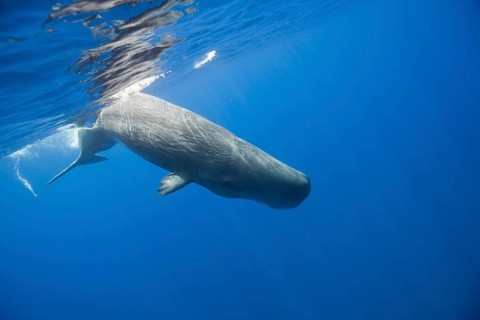 Sperm whale, Physeter catodon, Lesser Antilles, Caribbean, Dominica, Central America