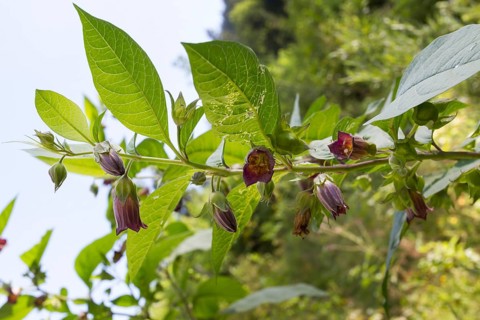 Black belladonna, Atropa belladonna, Black belladonna