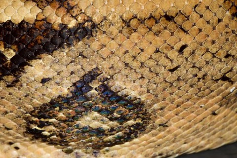 Snakeskin, snakeskin