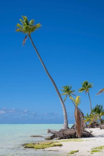 Solitary coconut palms (Cocos nucifera), private island, bird island, privileged, ecological,
