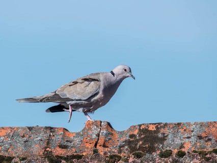 Wood pigeon walks over a roof ridge in front of a blue sky