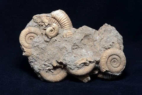 A group of ammonite fossils partly embedded in stone