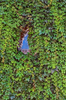 Facade with overgrown window and common Parthenocissus inserta, also known as five-leaved Wild Vine