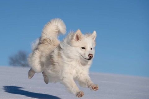 Running Icelandic dog in the snow
