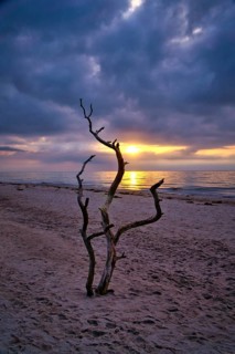 Sunset on the beach of the Baltic Sea. Love tree, shrub in the sand on the west beach. Cloudy sky.
