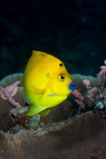 Yellow three-spot angelfish, apolemichthys trimaculatus, Raja Ampat, West Papua, Indonesia, Asia