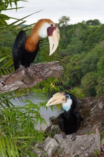 Papuan Hornbill, Rhyticeros plicatus, Tufi, Oro Province, Papua New Guinea, Oceania