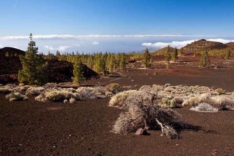 Crater landscape of the Teide National Park, Tenerife, Spain, Europe