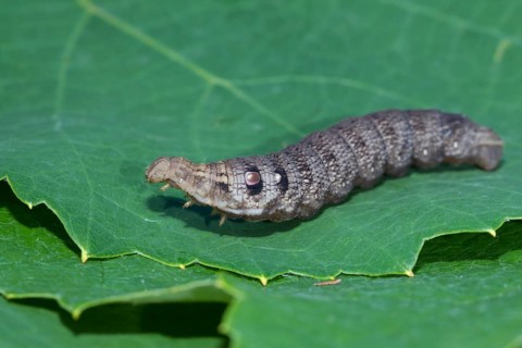 Small elephant hawk-moth, Deilephila porcellus, Small Elephant Hawk moth