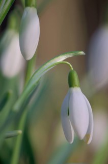 Close-up of common snowdrops (Galanthus nivalis)