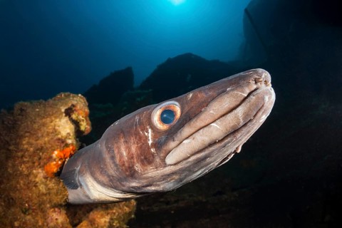 Conger conger at Teti wreck, Conger conger, island Vis, Mediterranean Sea, Croatia, Europe