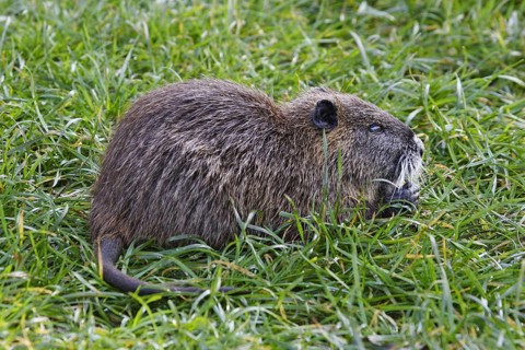 Nutria, Myocastor coypus, coypu