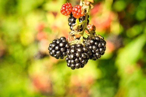 Blackberry on the branch. Ripe fruit. Fruit rich in vitamins. Close up of a food. Blurred
