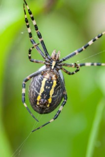 The underside of a four-spotted cross spider in the web