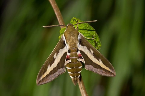 Bedstraw hawk-moth, Hyles gallii, bedstraw hawk-moth