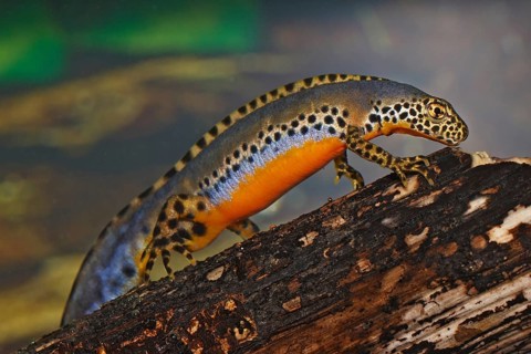 Male alpine newt, Ichthyosaura alpestris, Syn.: Triturus alpestris, alpine newt, male