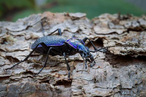 Blue-violet wood ground beetle, Carabus problematicus, beetle
