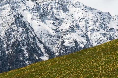 Dandelion meadow in the Stelvio National Park in Italy