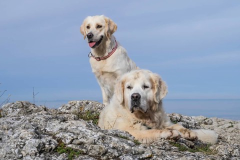 Two Golden Retrievers on a viewing rock