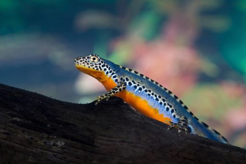 Alpine newt, Triturus alpestris