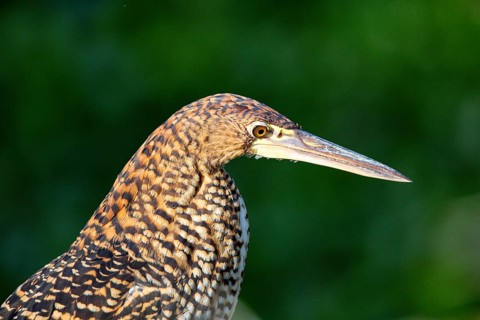 Rufescent tiger heron (Tigrisoma lineatum) Pantanal Brazil