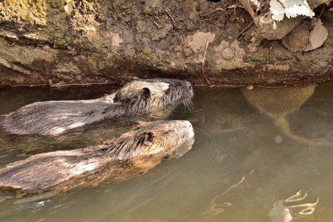 2 Swimming nutria