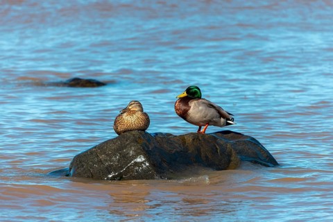 A pair of mallards, a mallard resting on a rock on the shore of Lake Michigan