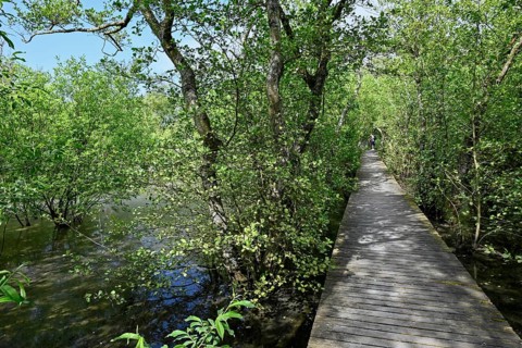 Boardwalk in the quarry forest at Vogelkoje Meeram, Amrum, North Frisian Island, North Frisia,
