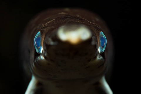 Spotted gar, caiman fish, Lepisosteus oculatus, Florida, USA, North America