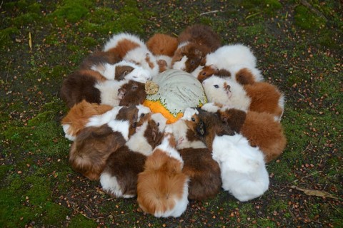 A team of guinea pigs eat a pumpkin