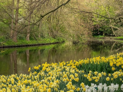 Wild daffodils line the banks of a river, surrounded by tall trees in a spring landscape,
