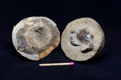 A stone is split apart to show the fossilised crab