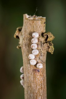 Saturnia pyri, giant peacock moth, eggs